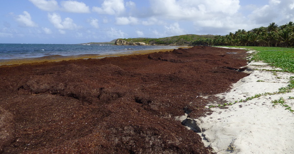 Le Plan sargasses doit changer d'�chelle face � une crise durable