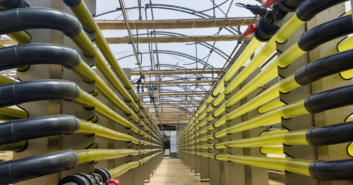 Le projet Cocpit fera-t-il d�coller la production de biocarburants � partir de microalgues�?