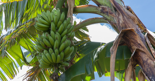 Affaire des Banana Workers�: les juges d'appel rejettent l'indemnisation des victimes