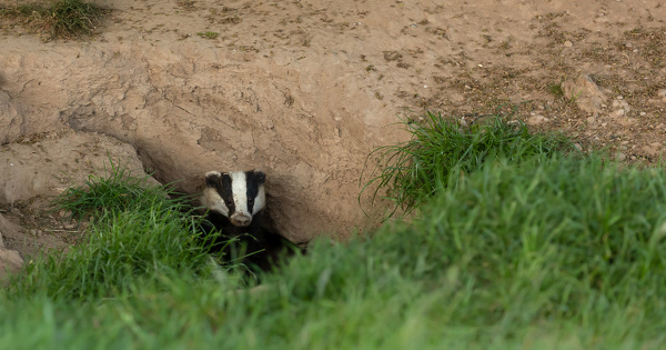 D�terrage des blaireaux�: la justice administrative �tend la protection des petits