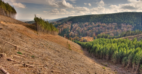 Coupes rases�: une �tude met en lumi�re une forte h�t�rog�n�it� entre r�gions