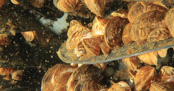 Les moules d'eau douce infiltrent le segment de la biosurveillance