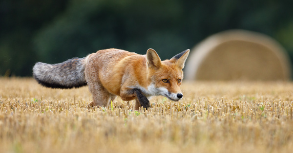 Une �tude scientifique remet en cause la destruction des animaux nuisibles