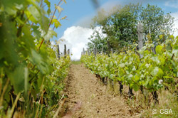 Pesticides : le vin est loin d'être épargné !
