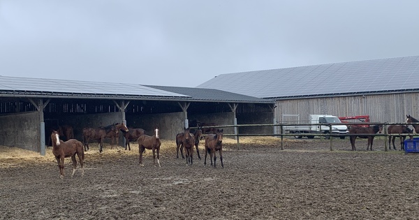 Photovolta�que&nbsp;: un �levage de La Manche joue la carte du pilotage avec une batterie de stockage