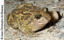 Les reptiles et amphibiens de France sont de plus en plus menacés