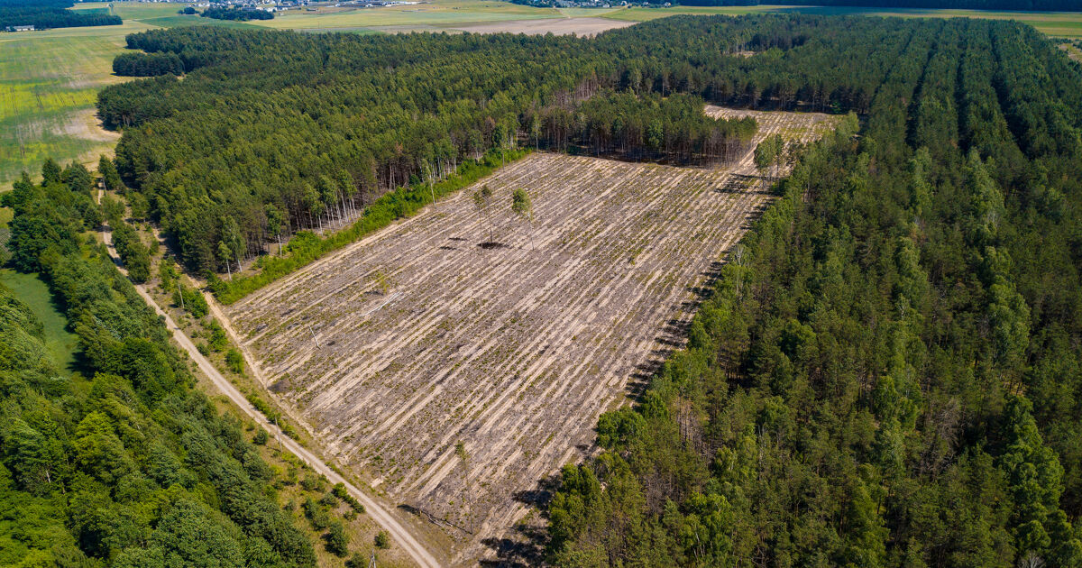 Lutte contre la déforestation : l'UE poursuit la simplification du dispositif