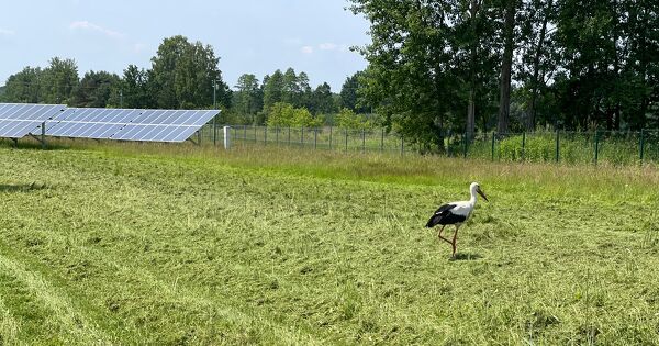 Les projets photovolta�ques prennent insuffisamment en compte les enjeux de biodiversit�