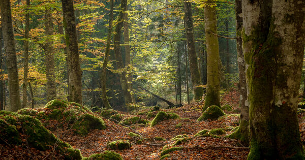 Puits de carbone forestier�: Canop�e alerte sur une d�gradation acc�l�r�e par la demande en bois-�nergie