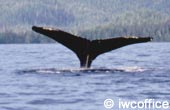 La 60me session annuelle de la Commission baleinire internationale s'ouvre au Chili