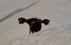 Une étude évalue l'impact des sports d'hiver sur la faune sauvage