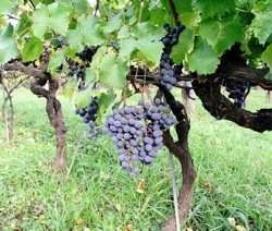 L'enherbement des vignes : une solution pour limiter l'emploi de pesticides