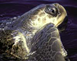 Lancement du programme CARET2 visant  protger et valoriser les tortues marines de Guyane