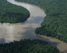 Les sécheresses menacent le puits de carbone de la forêt amazonienne