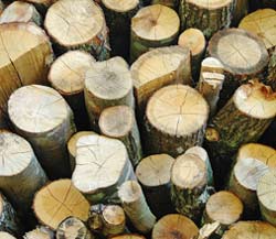 Tempête Klaus : l'ADEME renforce les mesures d'aide à la filière bois-énergie