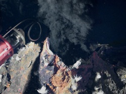 Un nouvel organisme a t dcouvert prs des sources hydrothermales ocaniques