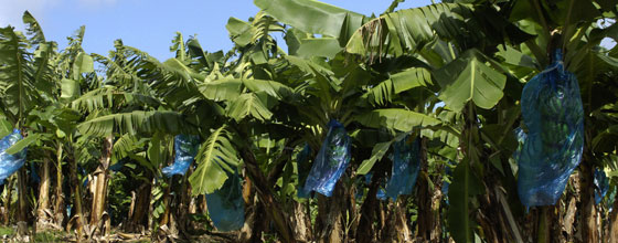 Plan Banane Durable aux Antilles : un premier bilan 
