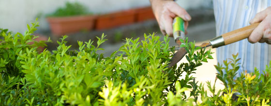 Usage des pesticides par les jardiniers amateurs : moins c'est mieux