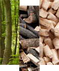Bois et biomasse : optez pour des énergies compétitives avec Compte.R