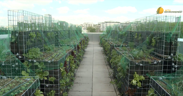 Agriculture urbaine: nouveau potager sur un toit parisien