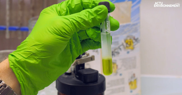 Micro-algues : un regain d'intérêt pour le biocarburant