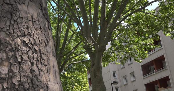 Plan Canope: une politique de l'arbre pour la Seine-Saint-Denis