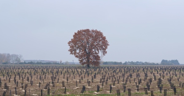 Dans le Val d'Oise, naissance d'une forêt d'1 million d'arbres sur des terres agricoles polluées