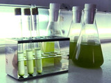 Production d'nergie  partir de micro-algues marine : le dfi de l'industrialisation
