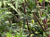Ambroisie : la plante envahissante cote cher