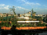 Agriculture sur les toits : une solution innovante pour cultiver en pleine ville