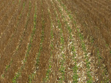 Le semi direct sous couvert : une solution contre l'appauvrissement des sols