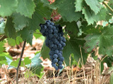 Production viticole sans sulfite : le point de salut pour le vin bio ?
