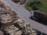 Centrale biomasse : la fort franaise en danger ?
