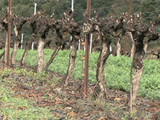 Comment rduire l'usage des pesticides dans les vignes ?