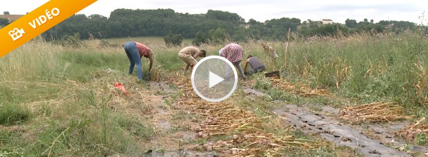 Quel avenir pour une agriculture locale et biologique en France ?