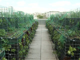 Agriculture urbaine : nouveau potager sur un toit parisien