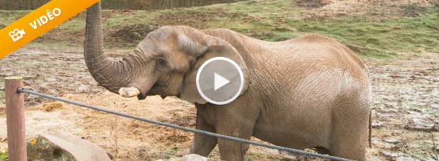 Le Zoo safari de Thoiry transforme son fumier en nergie verte