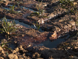 Yvelines : la rupture d'un pipeline de ptrole pollue champs et cours d'eau