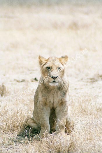 Photo Jeune lion mle de Tanzanie