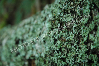 Photo Lichen