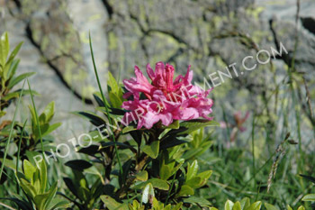 Photo Rhododendron