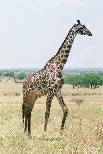 Photo Girafe mle
