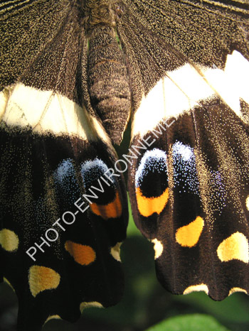 Photo Dtail des ailes d'un papillon