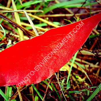 Photo Feuille rouge