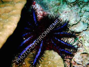 Photo toile acanthaster