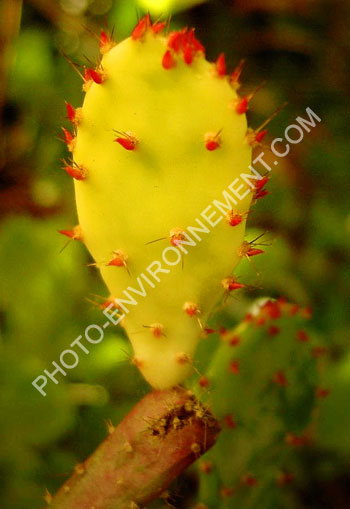 Photo Cactus