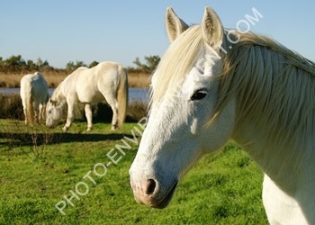 Photo cheval Camargue
