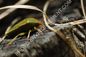 Photo Punaise - Pentatomidae (Hemiptera)