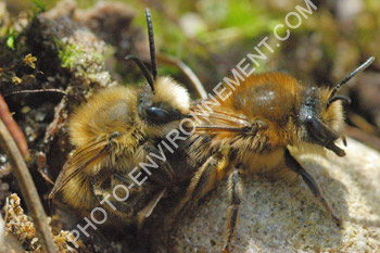 Photo Accouplement de Colettes sp. (Hymenoptera)