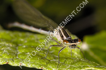 Photo Agrion (Coenagrion sp.)